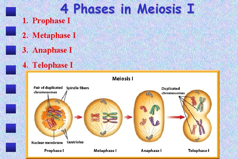 4 Phases in Meiosis I 1. Prophase I 2. Metaphase I 3. Anaphase I