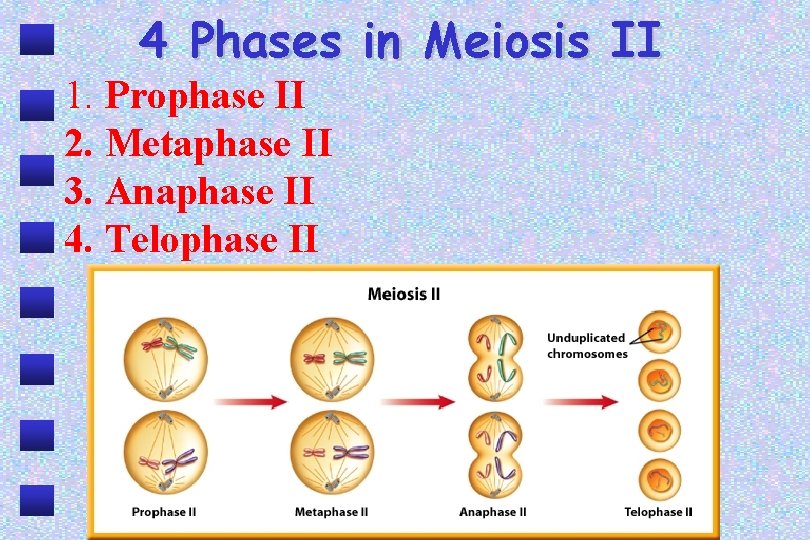 4 Phases in Meiosis II 1. Prophase II 2. Metaphase II 3. Anaphase II