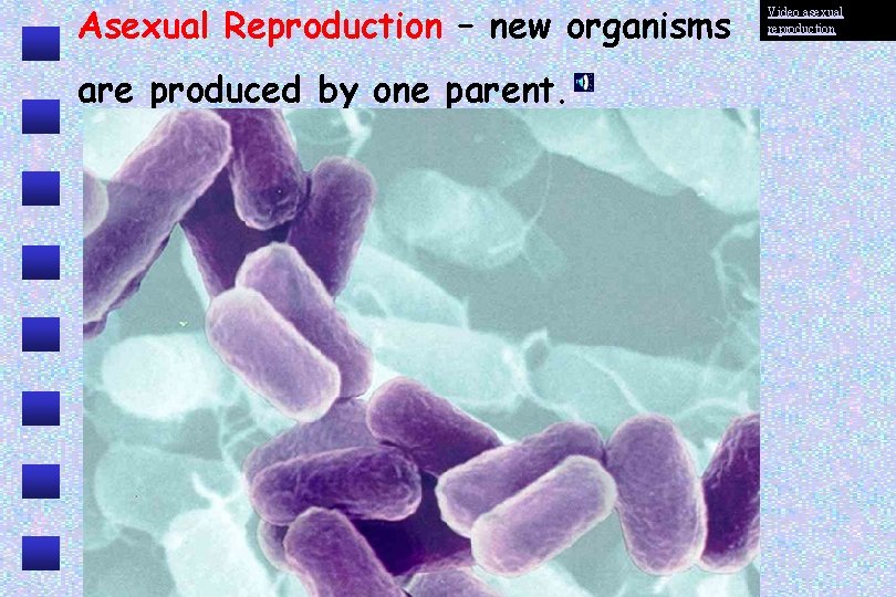 Asexual Reproduction – new organisms are produced by one parent. Video asexual reproduction 