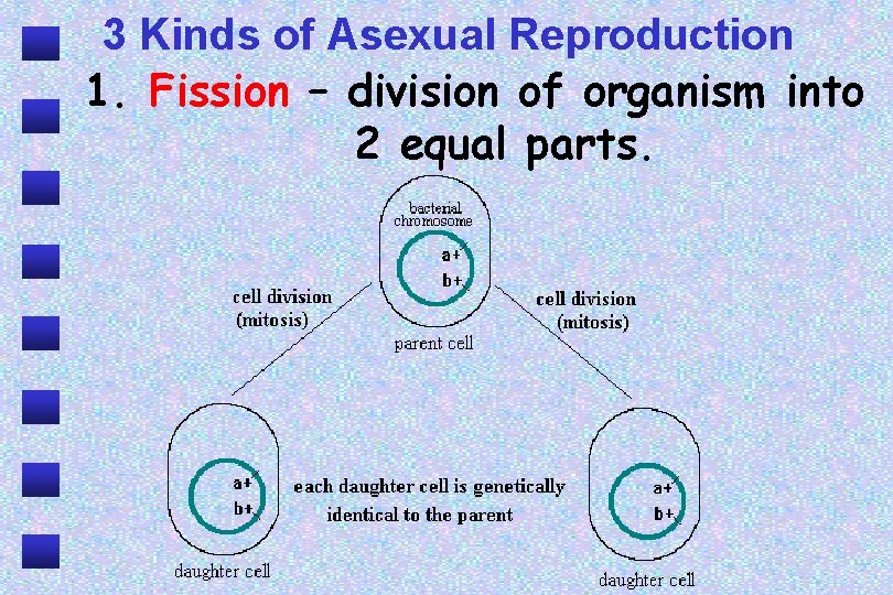 3 Kinds of Asexual Reproduction 1. Fission – division of organism into 2 equal