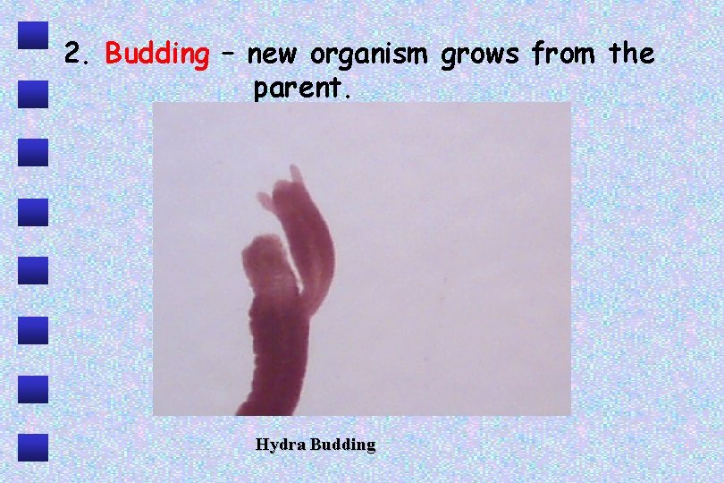 2. Budding – new organism grows from the parent. Hydra Budding 