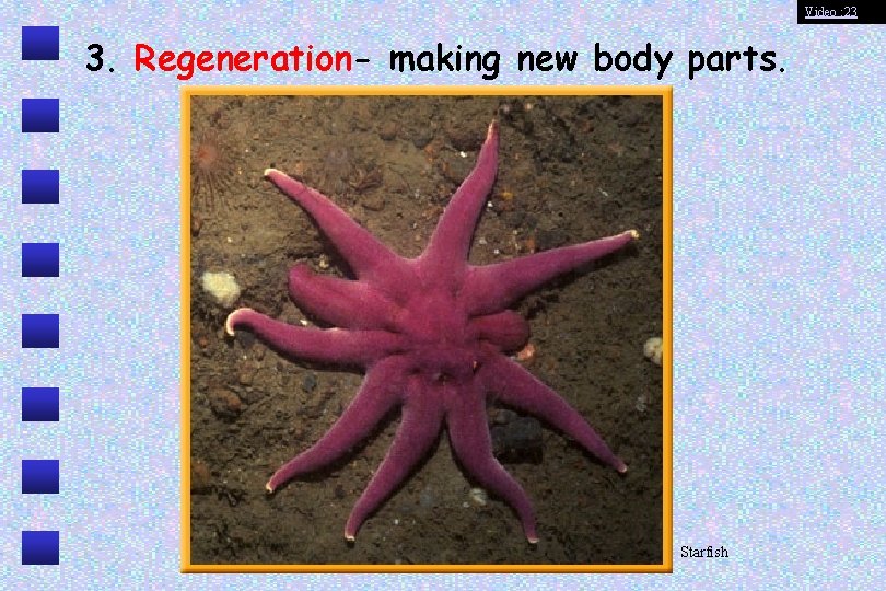 Video : 23 3. Regeneration- making new body parts. Starfish 