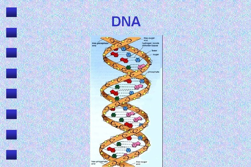 DNA 