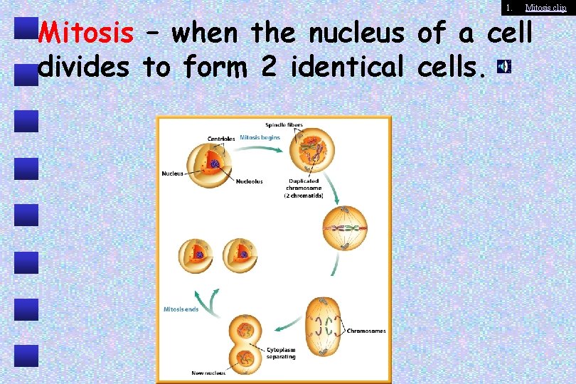 1. Mitosis clip Mitosis – when the nucleus of a cell divides to form