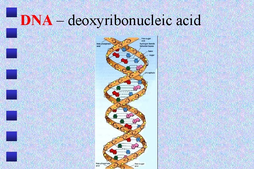 DNA – deoxyribonucleic acid 