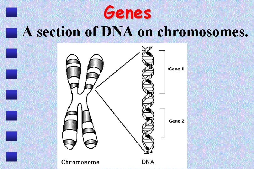 Genes A section of DNA on chromosomes. 