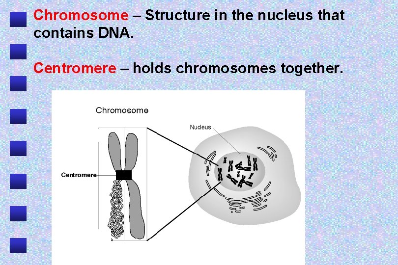 Chromosome – Structure in the nucleus that contains DNA. Centromere – holds chromosomes together.