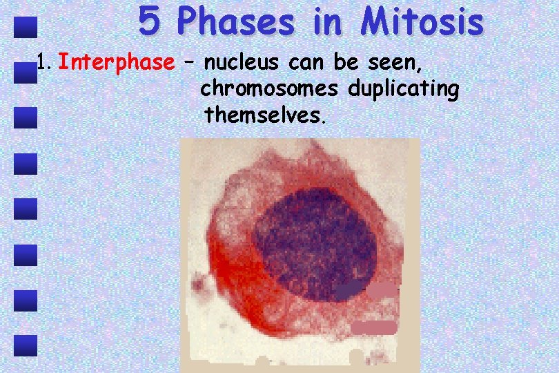 5 Phases in Mitosis 1. Interphase – nucleus can be seen, chromosomes duplicating themselves.