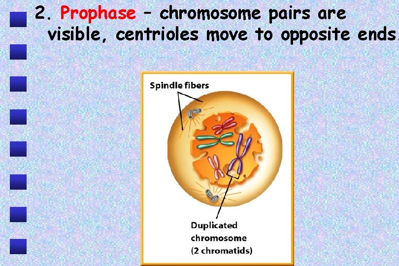 2. Prophase – chromosome pairs are visible, centrioles move to opposite ends. 