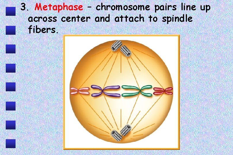 3. Metaphase – chromosome pairs line up across center and attach to spindle fibers.