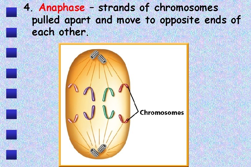 4. Anaphase – strands of chromosomes pulled apart and move to opposite ends of