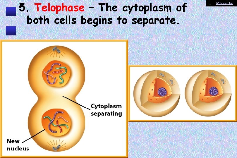 5. Telophase – The cytoplasm of both cells begins to separate. 1. Mitosis clip