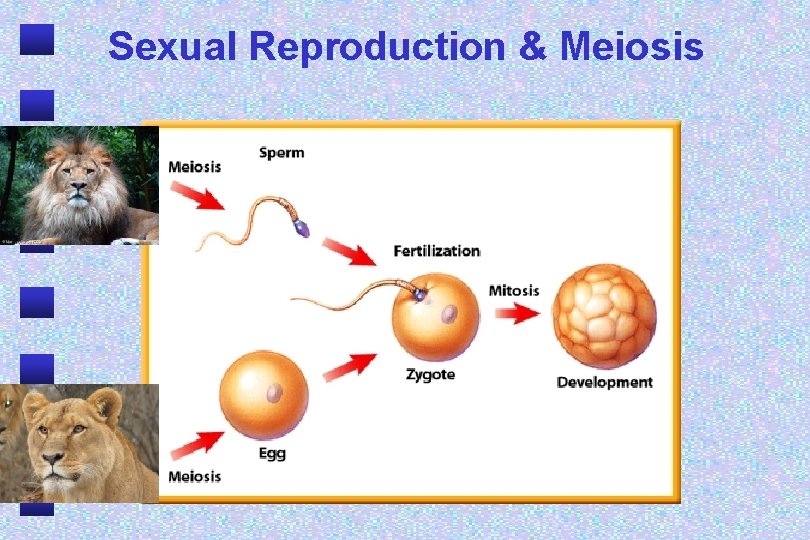 Sexual Reproduction & Meiosis 