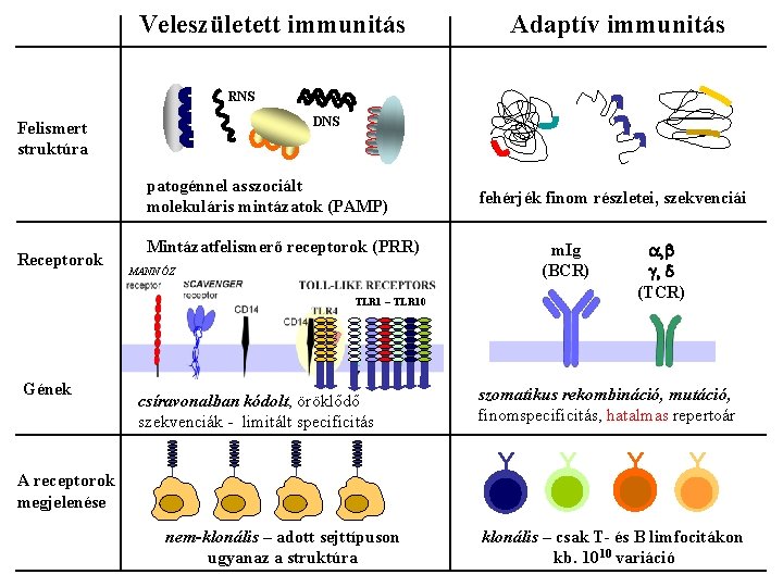 Veleszületett immunitás Adaptív immunitás RNS DNS Felismert struktúra patogénnel asszociált molekuláris mintázatok (PAMP) Receptorok