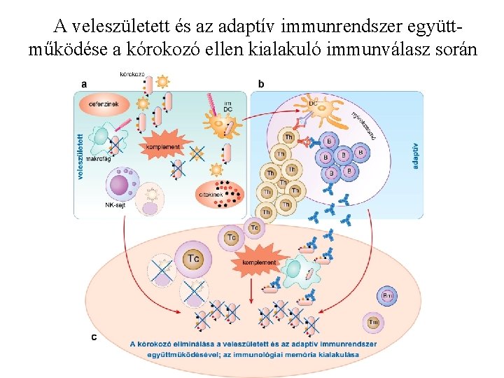 A veleszületett és az adaptív immunrendszer együttműködése a kórokozó ellen kialakuló immunválasz során 