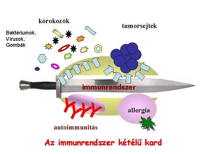 kórokozók tumorsejtek Baktériumok, Vírusok, Gombák immunrendszer YYYY allergia autoimmunitás Az immunrendszer kétélű kard 