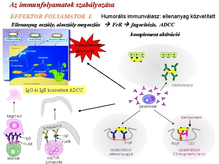 Az immunfolyamatok szabályozása EFFEKTOR FOLYAMATOK I. Humorális immunválasz: ellenanyag közvetített Ellenanyag osztály, alosztály megoszlás
