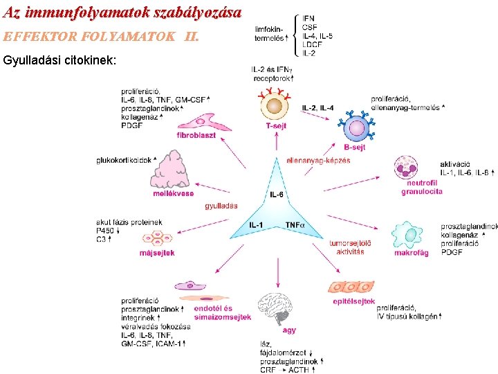 Az immunfolyamatok szabályozása EFFEKTOR FOLYAMATOK II. Gyulladási citokinek: 