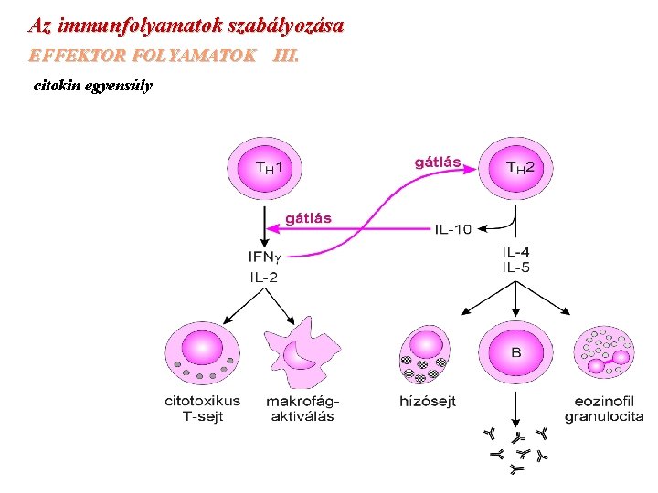 Az immunfolyamatok szabályozása EFFEKTOR FOLYAMATOK III. citokin egyensúly 
