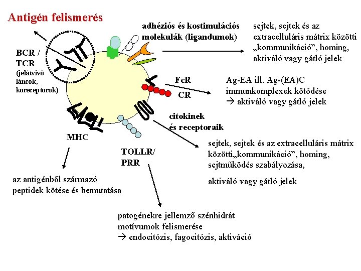 Antigén felismerés adhéziós és kostimulációs molekulák (ligandumok) BCR / TCR (jelátvivő láncok, koreceptorok) Fc.