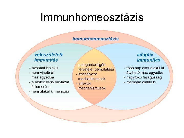 Immunhomeosztázis 