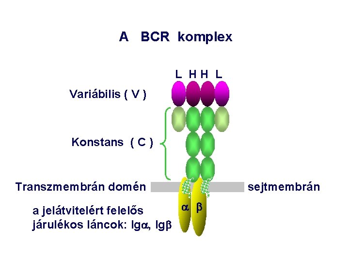 A BCR komplex L HH L Variábilis ( V ) Konstans ( C )