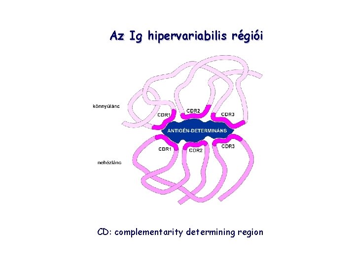 Az Ig hipervariabilis régiói CD: complementarity determining region 
