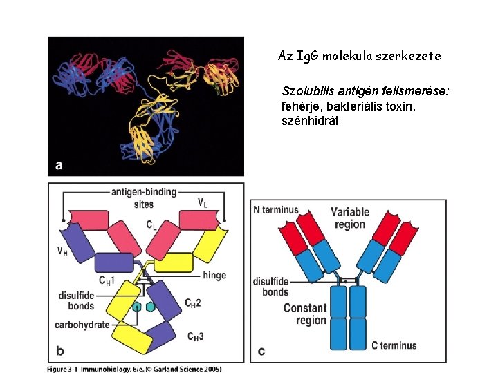 Az Ig. G molekula szerkezete Figure 3 -1 Szolubilis antigén felismerése: fehérje, bakteriális toxin,
