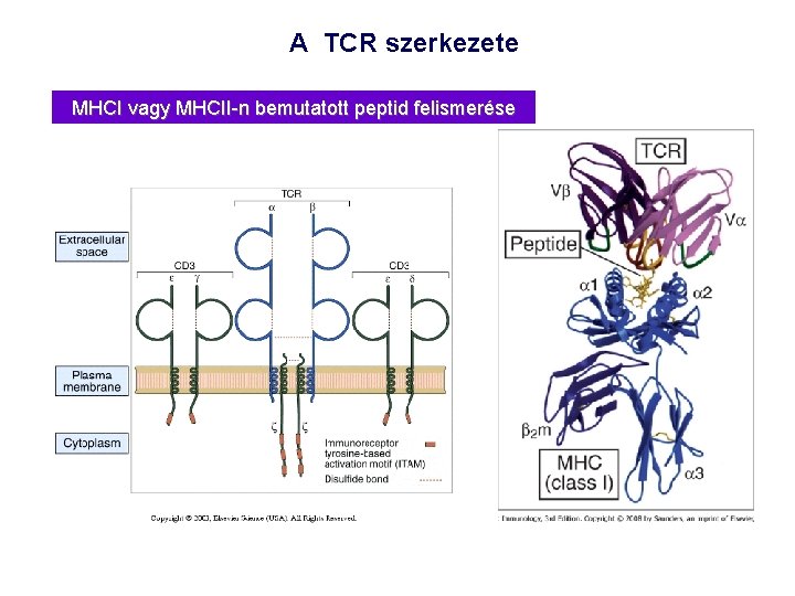 A TCR szerkezete MHCI vagy MHCII-n bemutatott peptid felismerése 