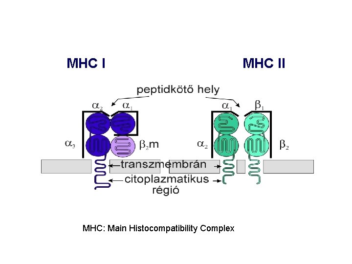 MHC I MHC: Main Histocompatibility Complex MHC II 