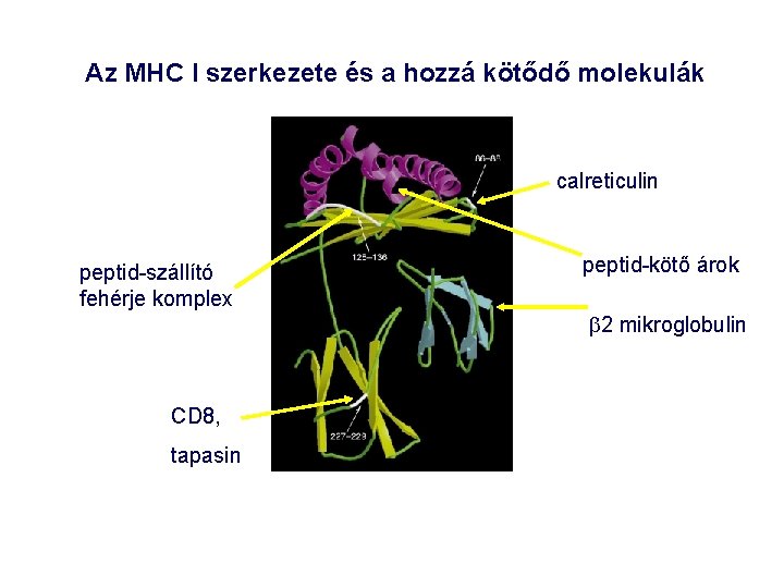 Az MHC I szerkezete és a hozzá kötődő molekulák calreticulin peptid-szállító fehérje komplex CD