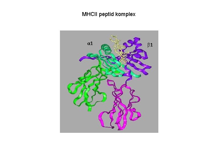 MHCII peptid komplex α 1 1 