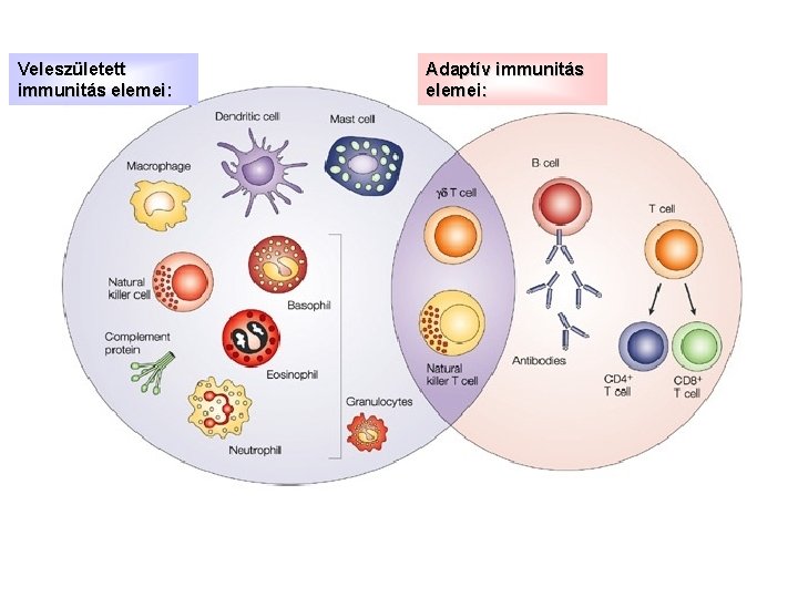 Veleszületett immunitás elemei: Adaptív immunitás elemei: 