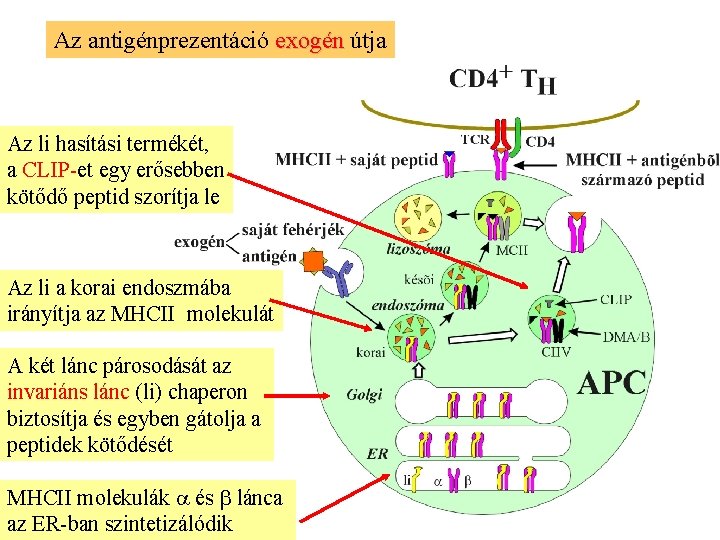 Az antigénprezentáció exogén útja Az li hasítási termékét, a CLIP-et egy erősebben kötődő peptid
