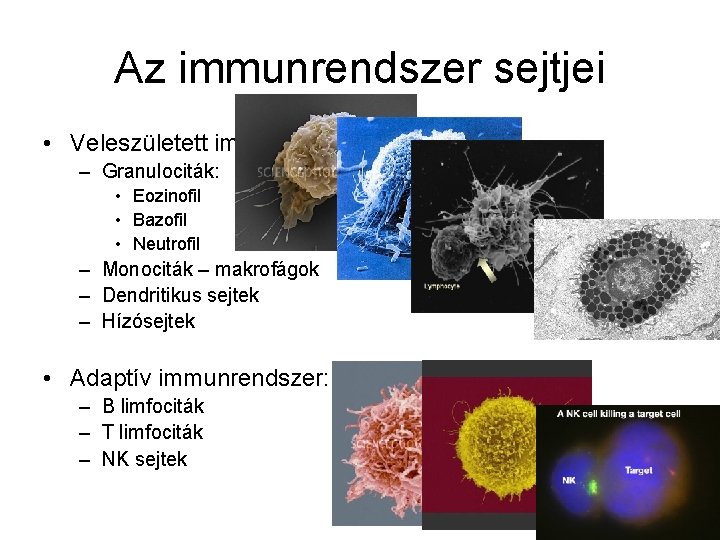 Az immunrendszer sejtjei • Veleszületett immunrendszer: – Granulociták: • Eozinofil • Bazofil • Neutrofil