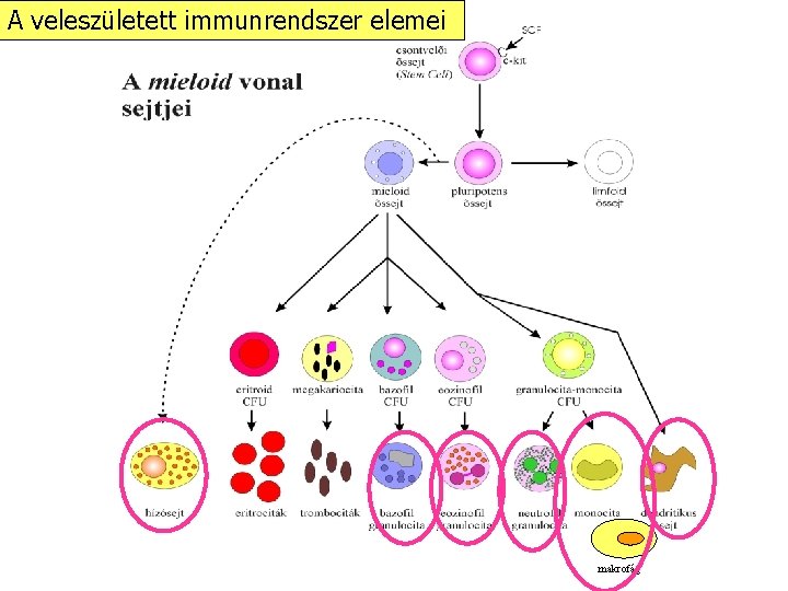 A veleszületett immunrendszer elemei makrofág 