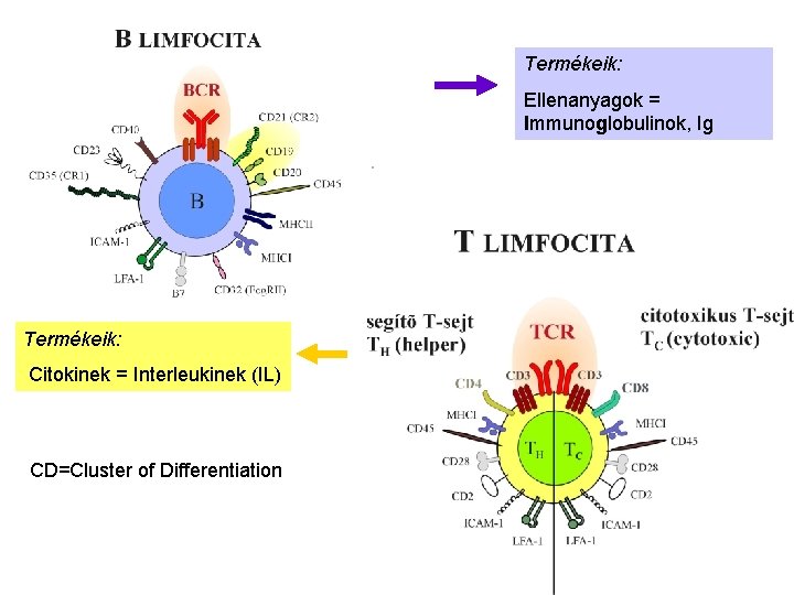 Termékeik: Ellenanyagok = Immunoglobulinok, Ig Termékeik: Citokinek = Interleukinek (IL) CD=Cluster of Differentiation 