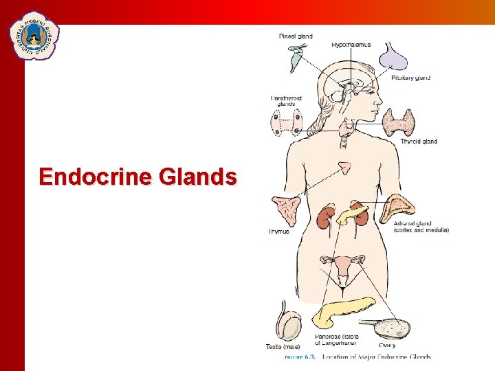 Click to edit Master Click totitle editstyle Master title style Endocrine Glands 