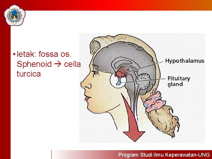 Click to edit Master Click totitle editstyle Master title style • letak: fossa os.