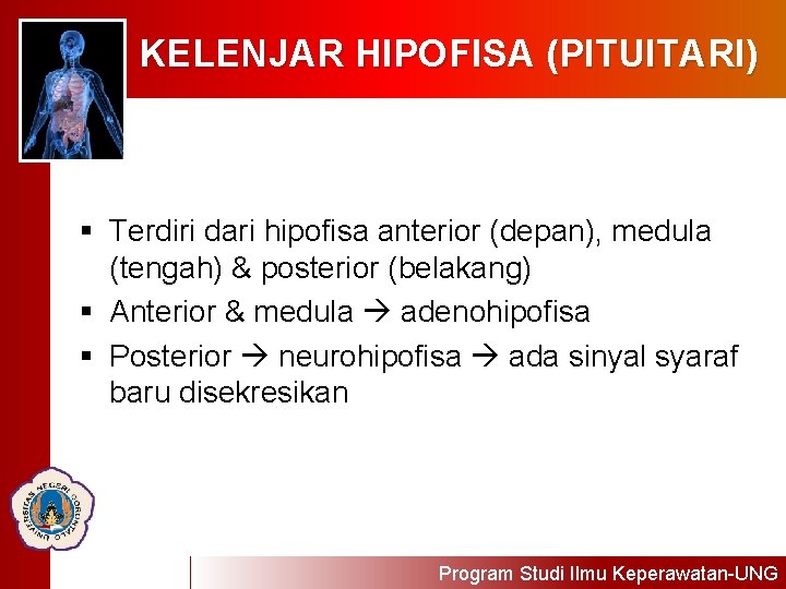 KELENJAR HIPOFISA (PITUITARI) § Terdiri dari hipofisa anterior (depan), medula (tengah) & posterior (belakang)