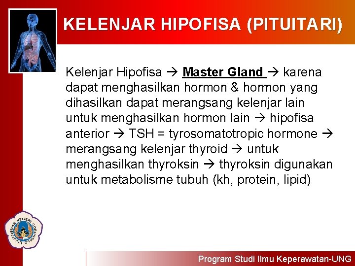 KELENJAR HIPOFISA (PITUITARI) Kelenjar Hipofisa Master Gland karena dapat menghasilkan hormon & hormon yang
