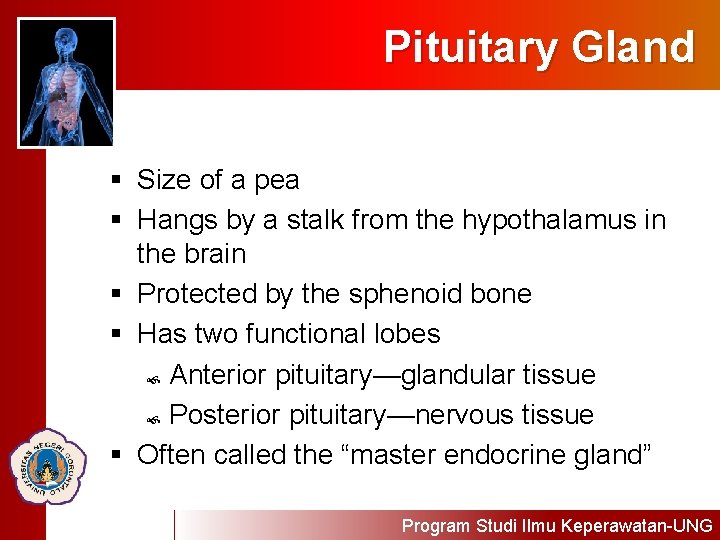 Pituitary Gland § Size of a pea § Hangs by a stalk from the