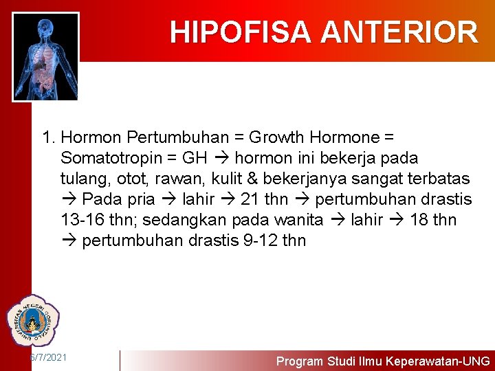 HIPOFISA ANTERIOR 1. Hormon Pertumbuhan = Growth Hormone = Somatotropin = GH hormon ini