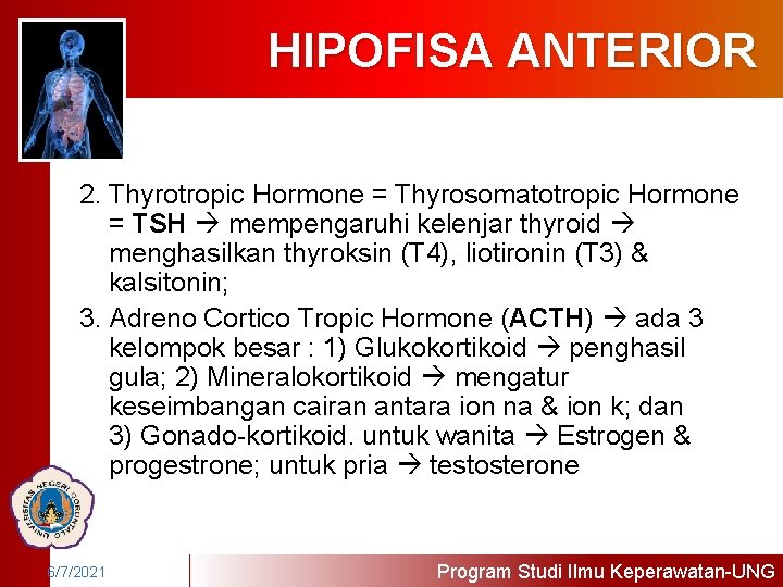HIPOFISA ANTERIOR 2. Thyrotropic Hormone = Thyrosomatotropic Hormone = TSH mempengaruhi kelenjar thyroid menghasilkan