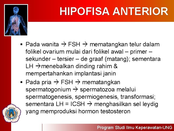 HIPOFISA ANTERIOR § Pada wanita FSH mematangkan telur dalam folikel ovarium mulai dari folikel