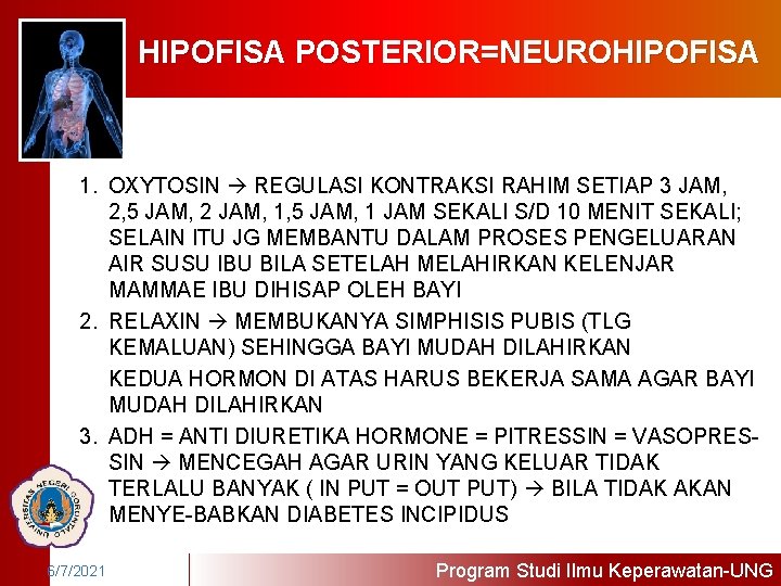 HIPOFISA POSTERIOR=NEUROHIPOFISA 1. OXYTOSIN REGULASI KONTRAKSI RAHIM SETIAP 3 JAM, 2, 5 JAM, 2