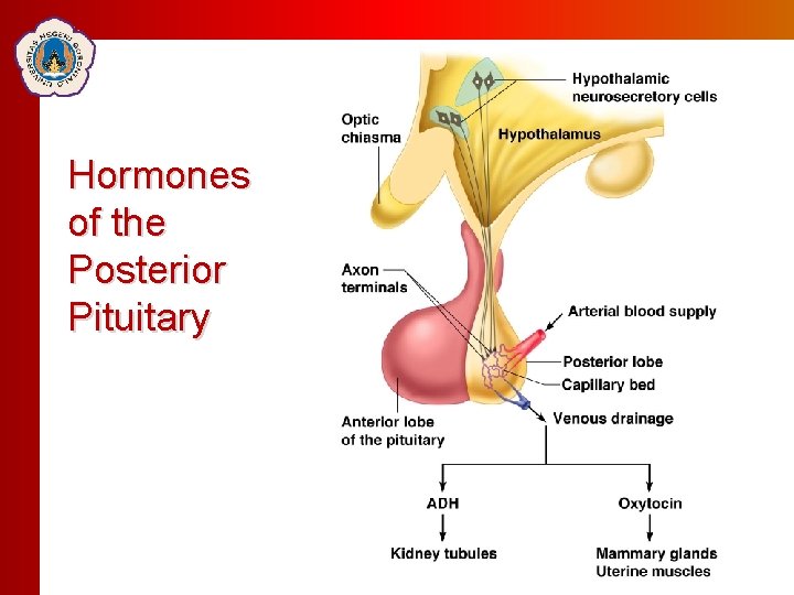 Click to edit Master Click totitle editstyle Master title style Hormones of the Posterior