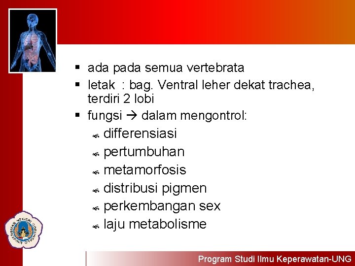 § ada pada semua vertebrata § letak : bag. Ventral leher dekat trachea, terdiri