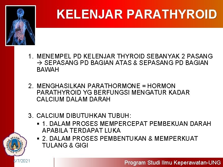KELENJAR PARATHYROID 1. MENEMPEL PD KELENJAR THYROID SEBANYAK 2 PASANG SEPASANG PD BAGIAN ATAS