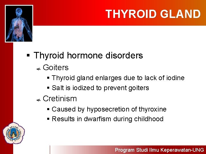THYROID GLAND § Thyroid hormone disorders Goiters § Thyroid gland enlarges due to lack